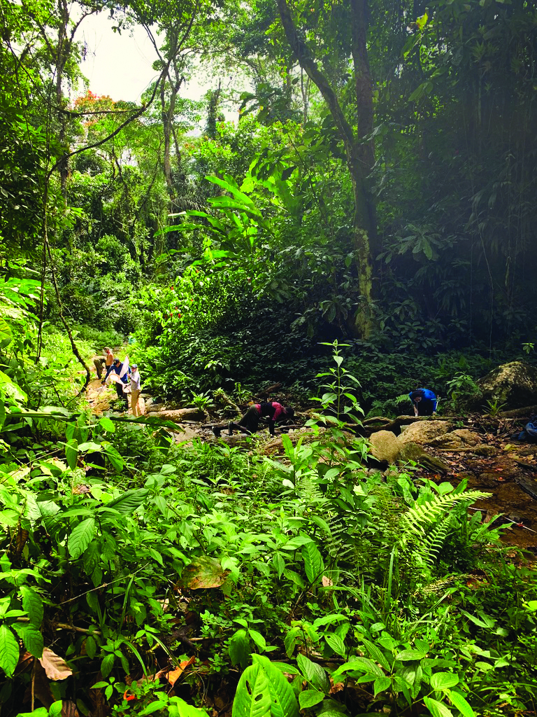 stream Students working alongside a stream in a green jungle