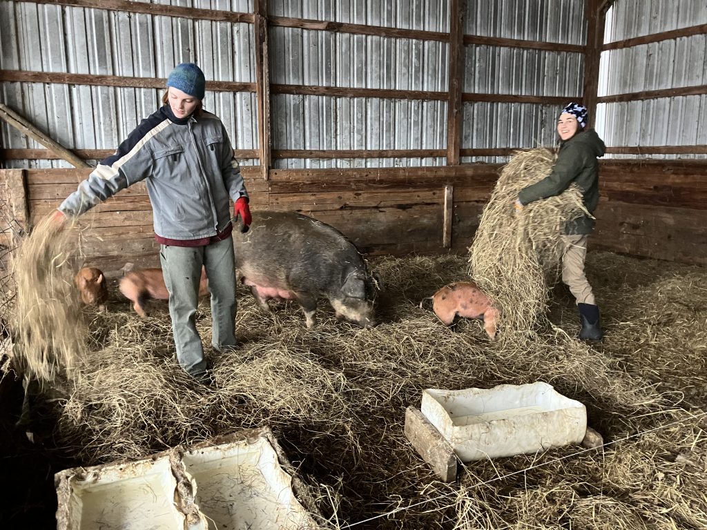 Two students in the 2024 Winter Study course, Farming New England: A Deep Dive Into the Regional Food System, care for pigs in their pen.