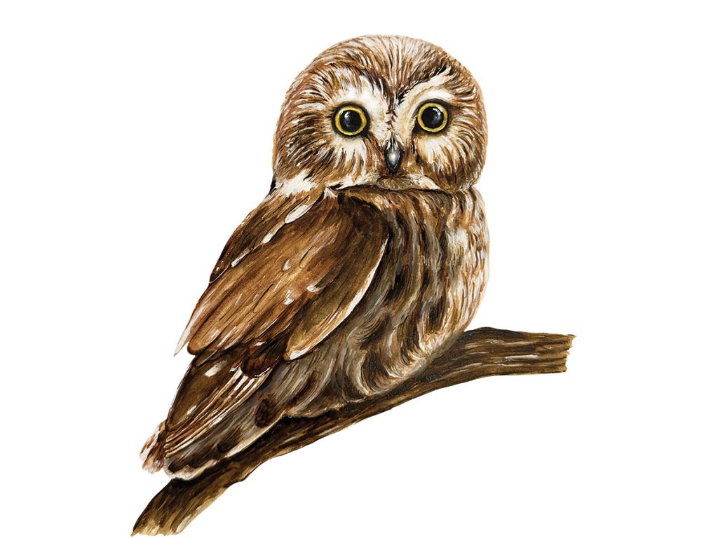 A scientific illustration of a saw-whet owl