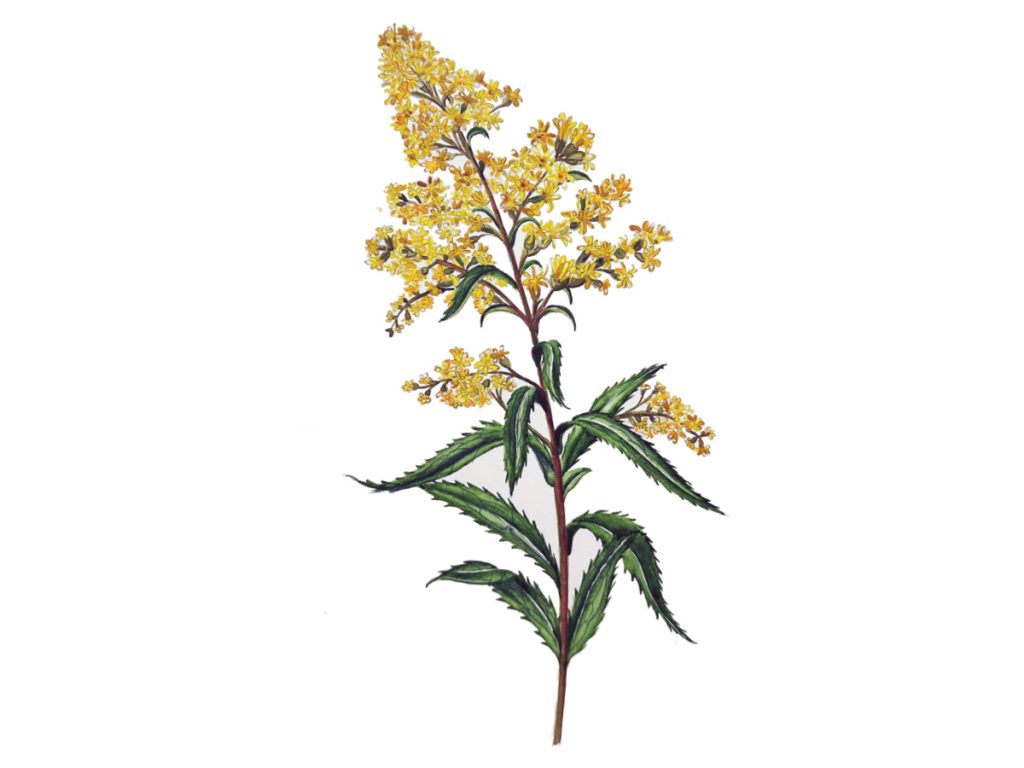 A scientific illustration of goldenrod