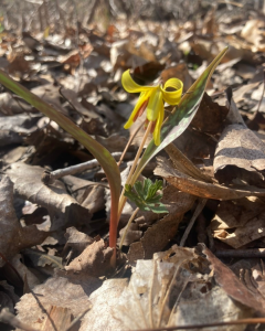 A small yellow flower emerges from the ground surrounded by leaves